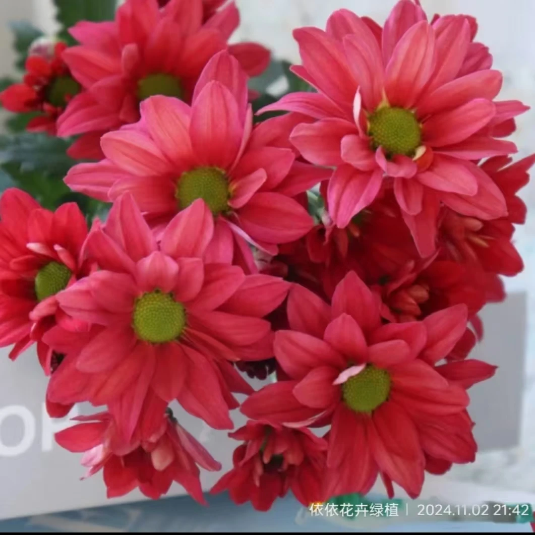 【红妆】四季切花菊 多年生宿根植物 菊花