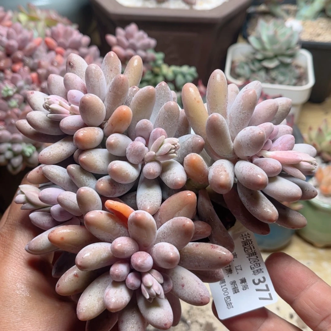 【闪购商品】377汤圆