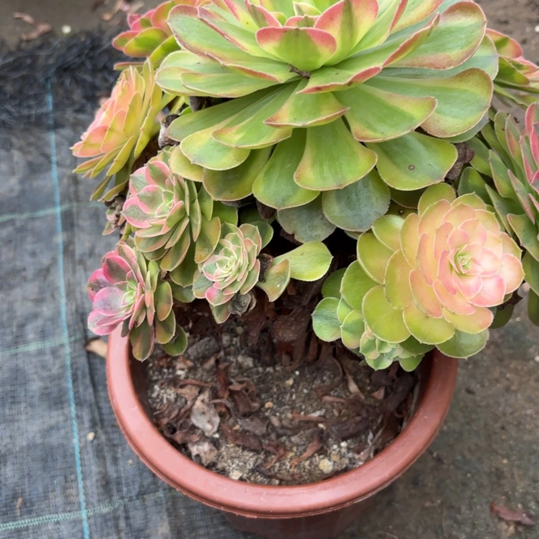 小***条花好月又圆123456