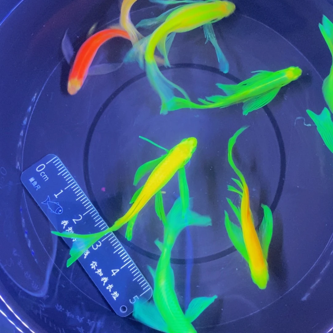 斑马鱼蝶翼斑马练手鱼微瑕疵8条