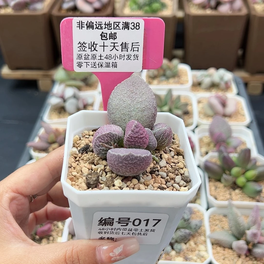 017哈默猪肝多肉植物