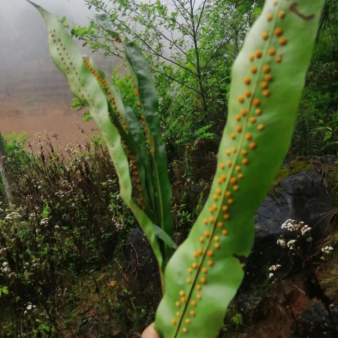 贵州野生大叶化石草