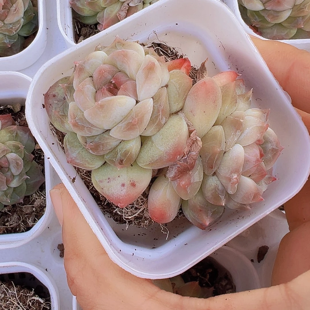 177精品双头珍妮19包邮