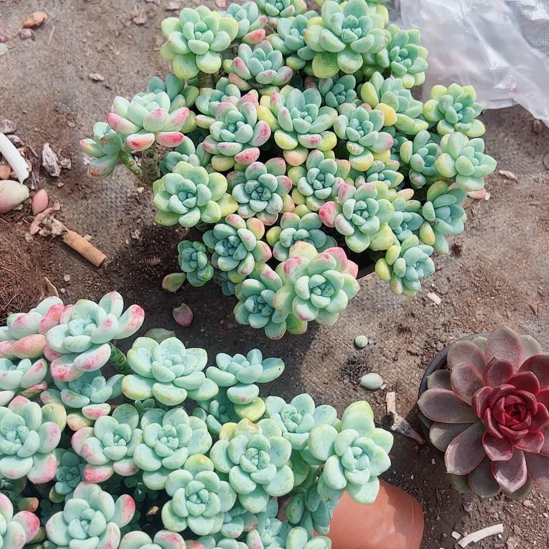 香香劳尔整装整群