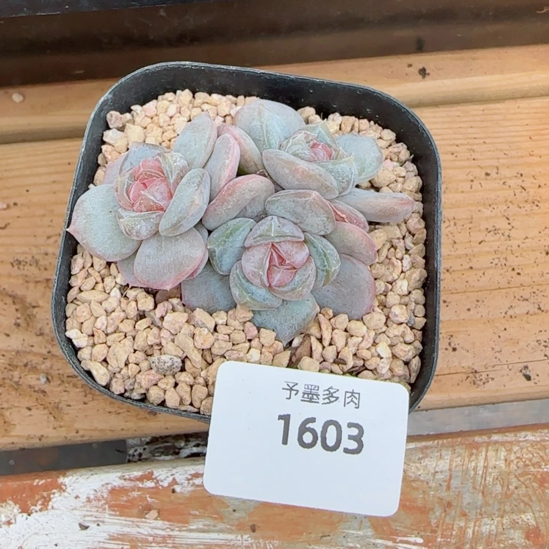 红皇后，1603多肉植物