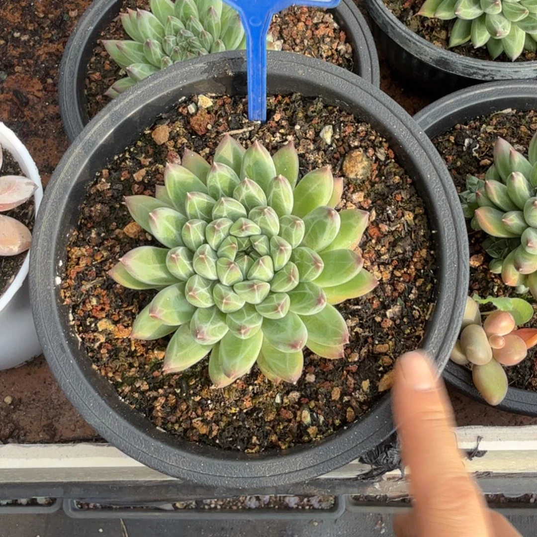 多肉植物雪花美人130