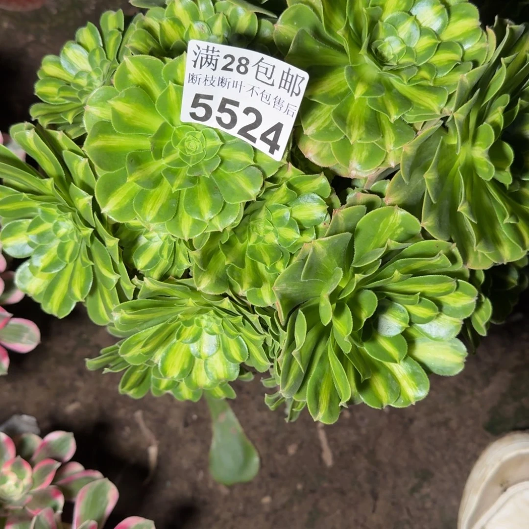 5524琉璃多肉zhiwu