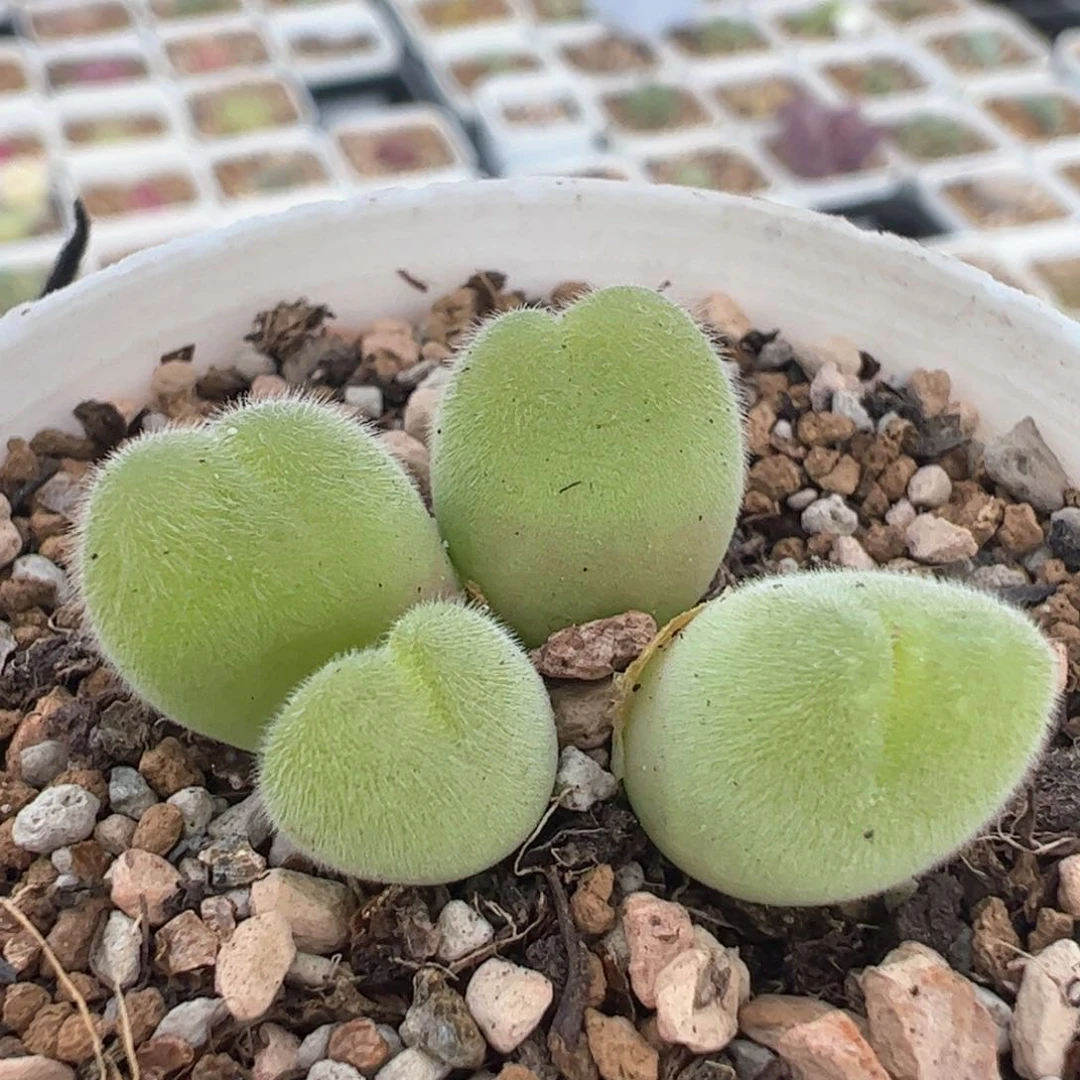 032多肉植物百科