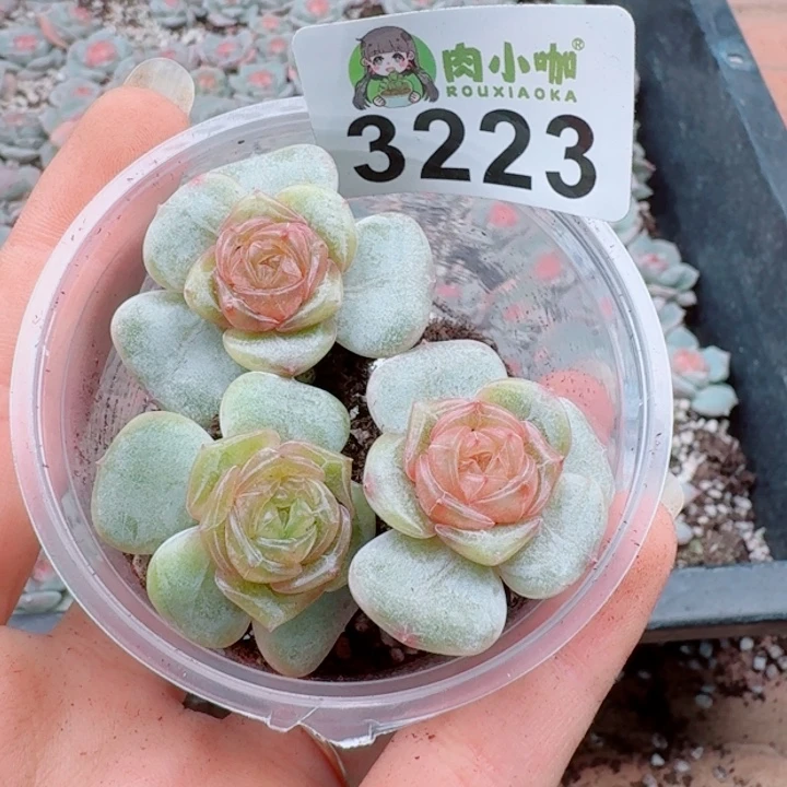 多肉植物多肉植物