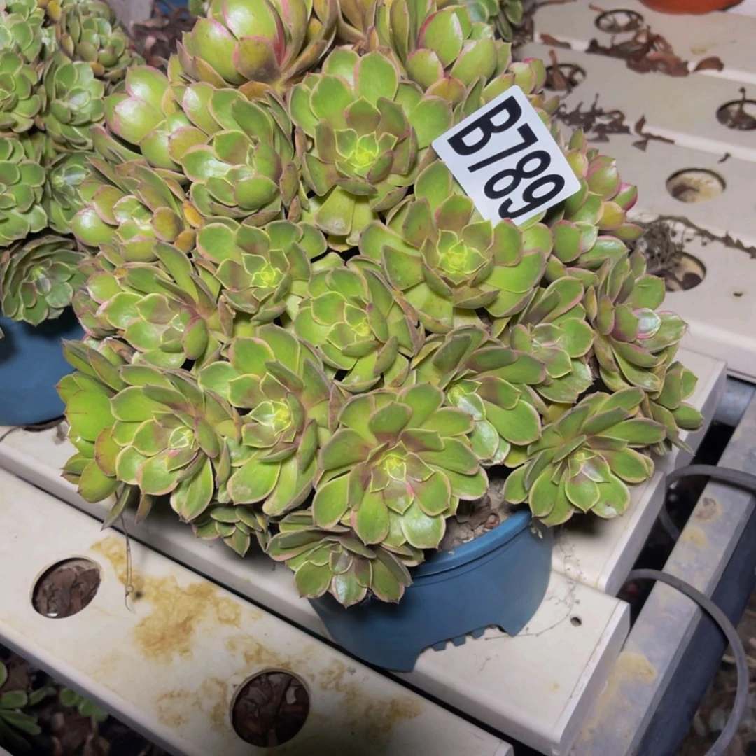 粉花妖7//////12包邮