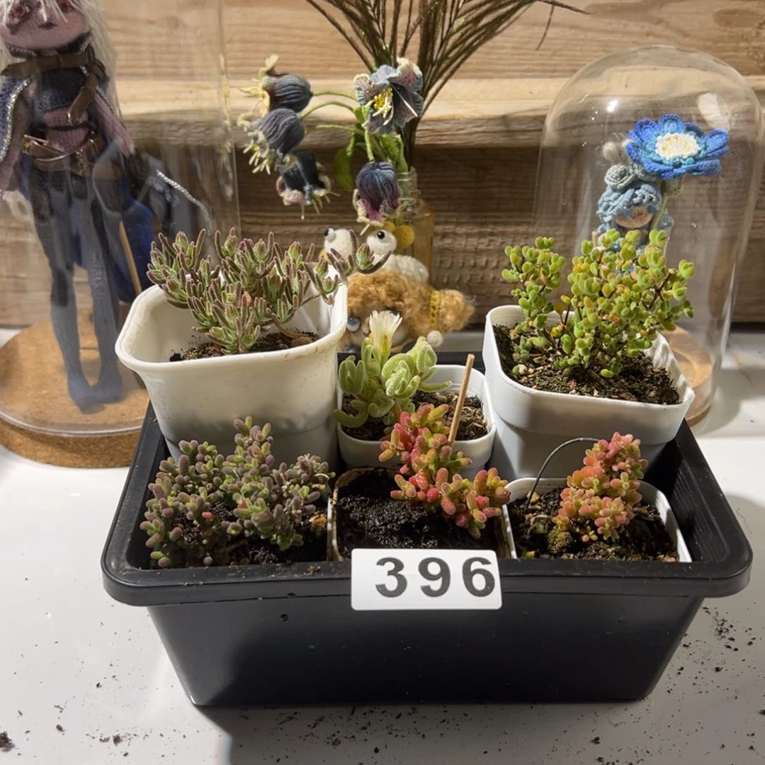 如****意枝干番杏多肉植物396拍3给1
