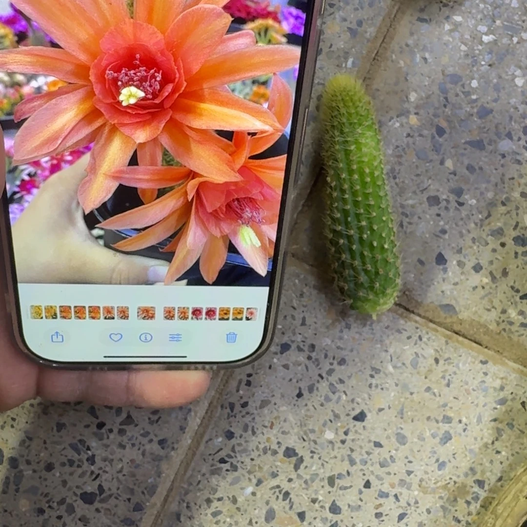 216垂吊金妞特莱森幸福无根侧牙一个，20包邮