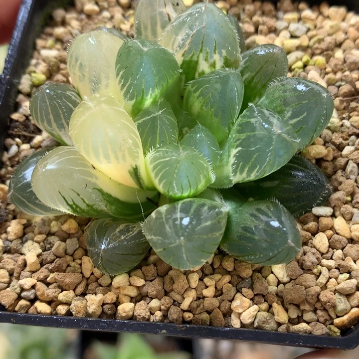 巨大赤线玉露锦带盆土发货