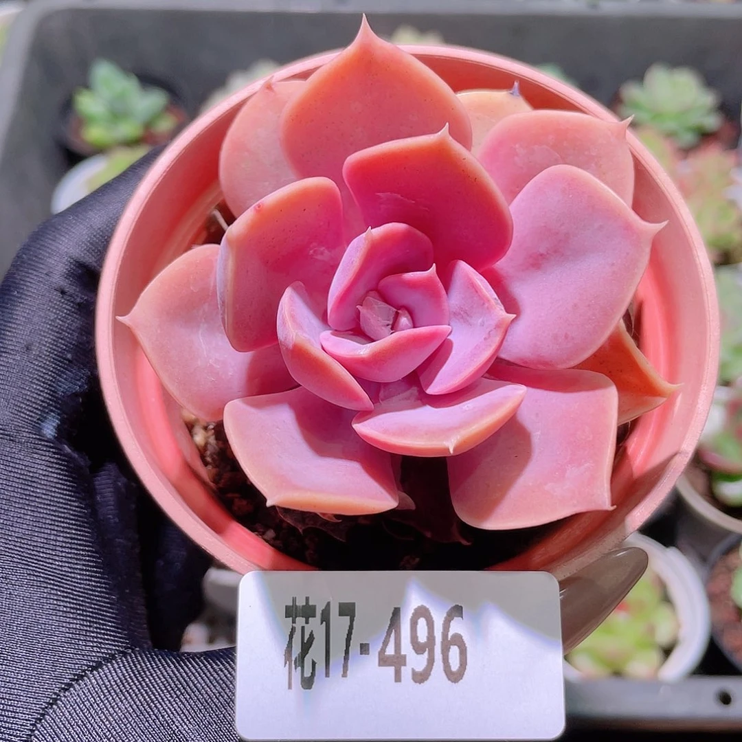 花利美17-496紫珍珠