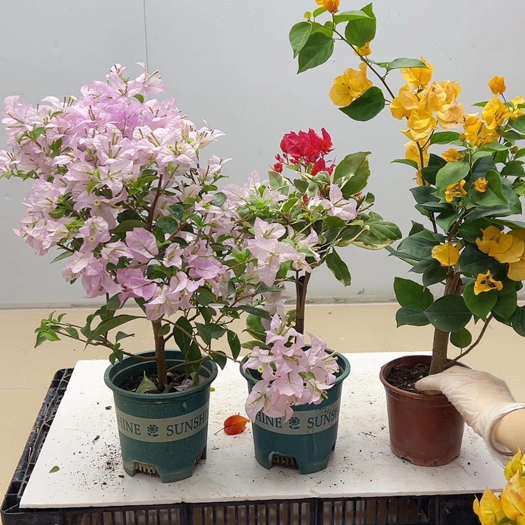 大部分花苞少量开放苹果花，孟加拉红，加州黄组合