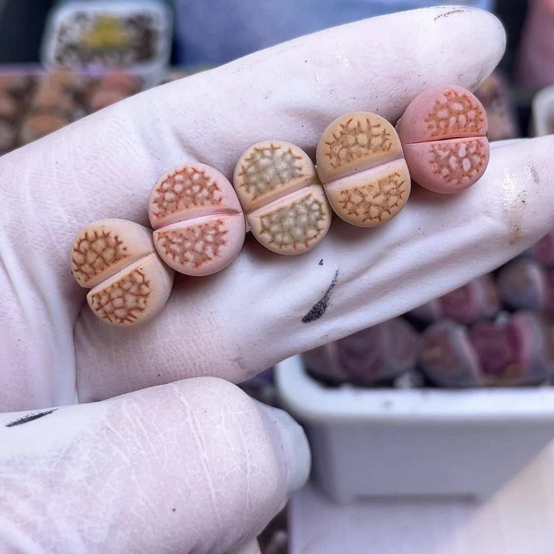 431号 奶油彩网纹