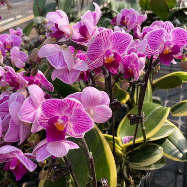 【金边小飞象】 蝴蝶兰 年宵花 双花剑 2.8寸 高端室内盆栽 易养护