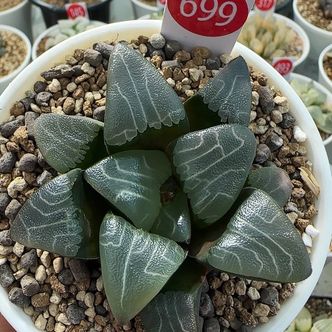 699号实生克一物一拍带盆土