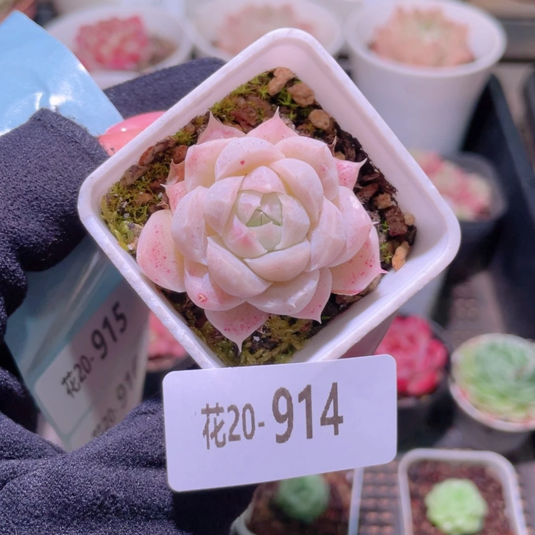 花利美20-914美瞳