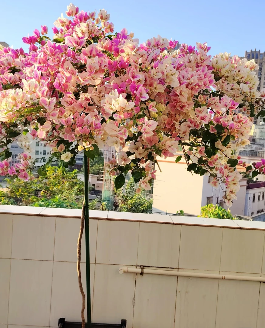 《漳红樱三角梅》终生包对版