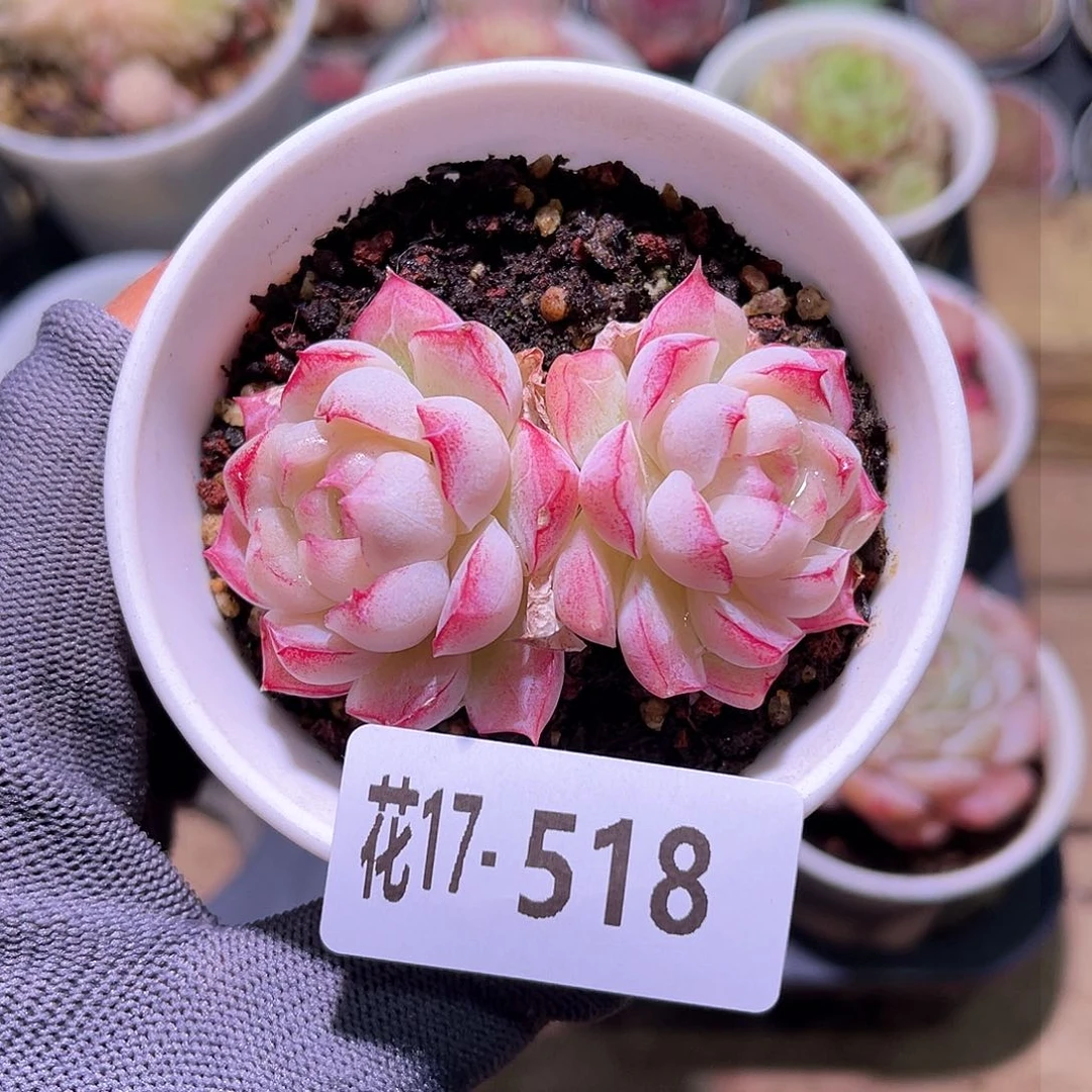 花17-518女王双头