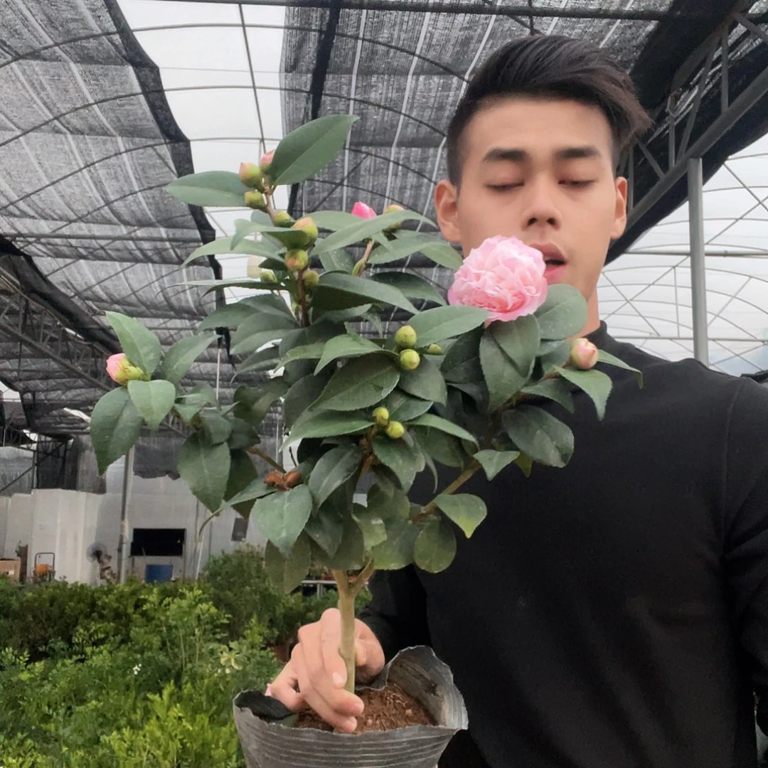 大部分花苞少量开放香妃茶花