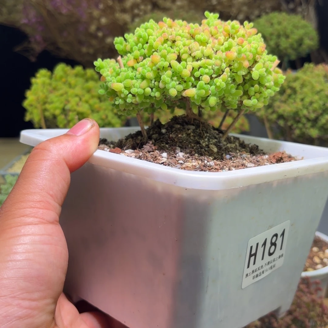 枝干番杏大蜜橘H181