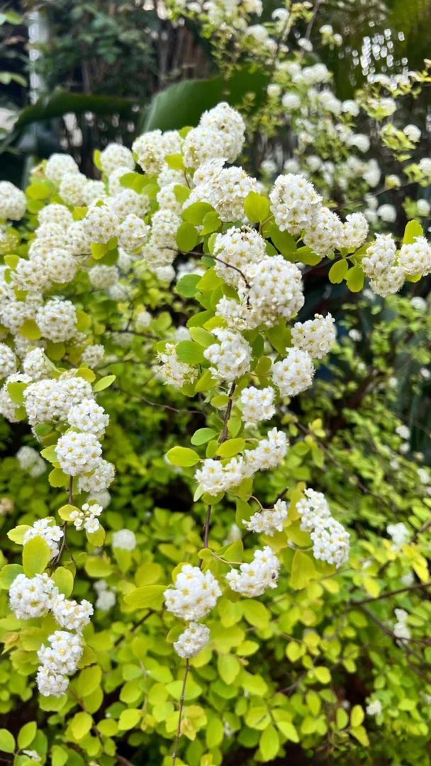 菱叶小手球花量多地栽盆栽耐寒植物