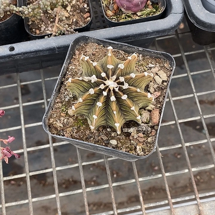 汤***波漂亮仙人球一物一拍