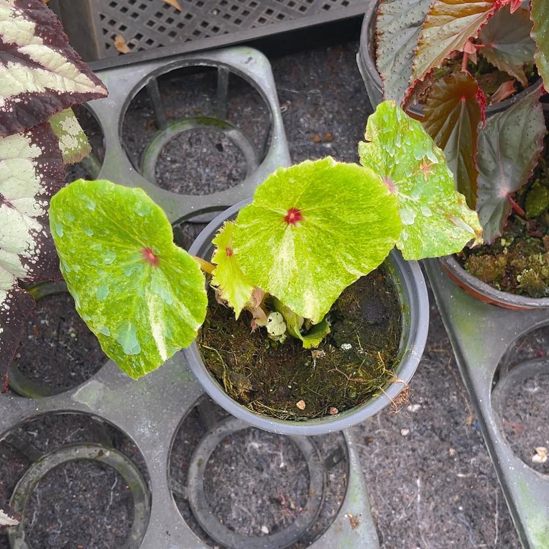 完全开放一物一拍胭脂锦