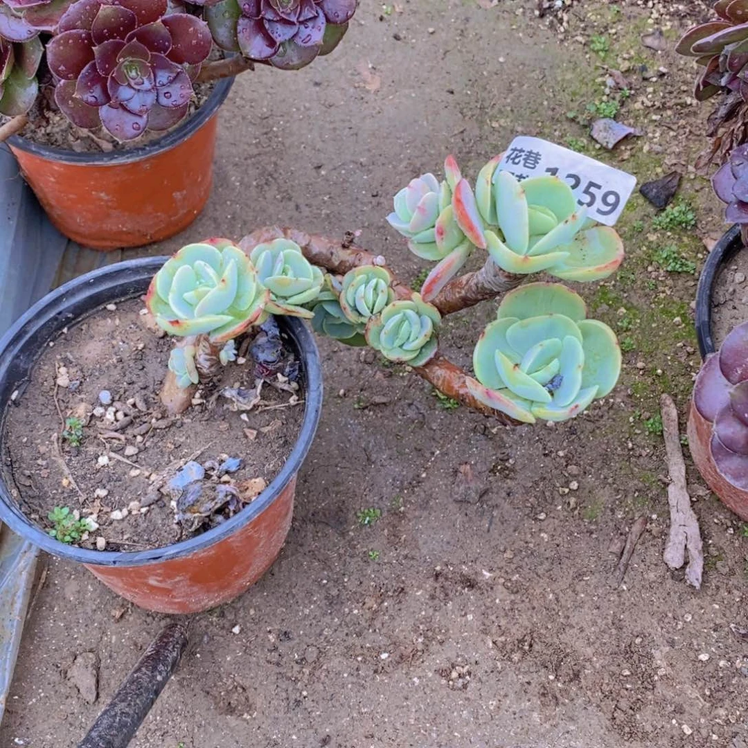 1259 号一物一拍多肉植物