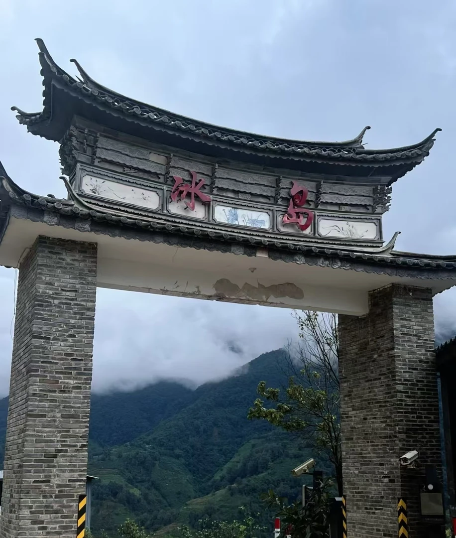 2024年-年终福利-冰岛老寨广场地混采头春-100克散【普洱生茶】