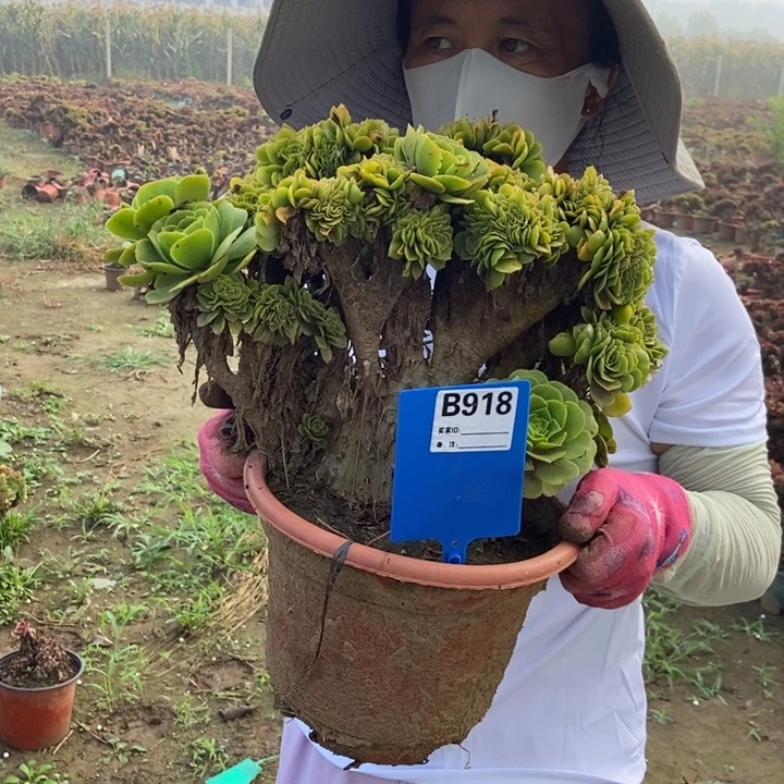 燃***烛东918绿羊绒缀化老桩老桩