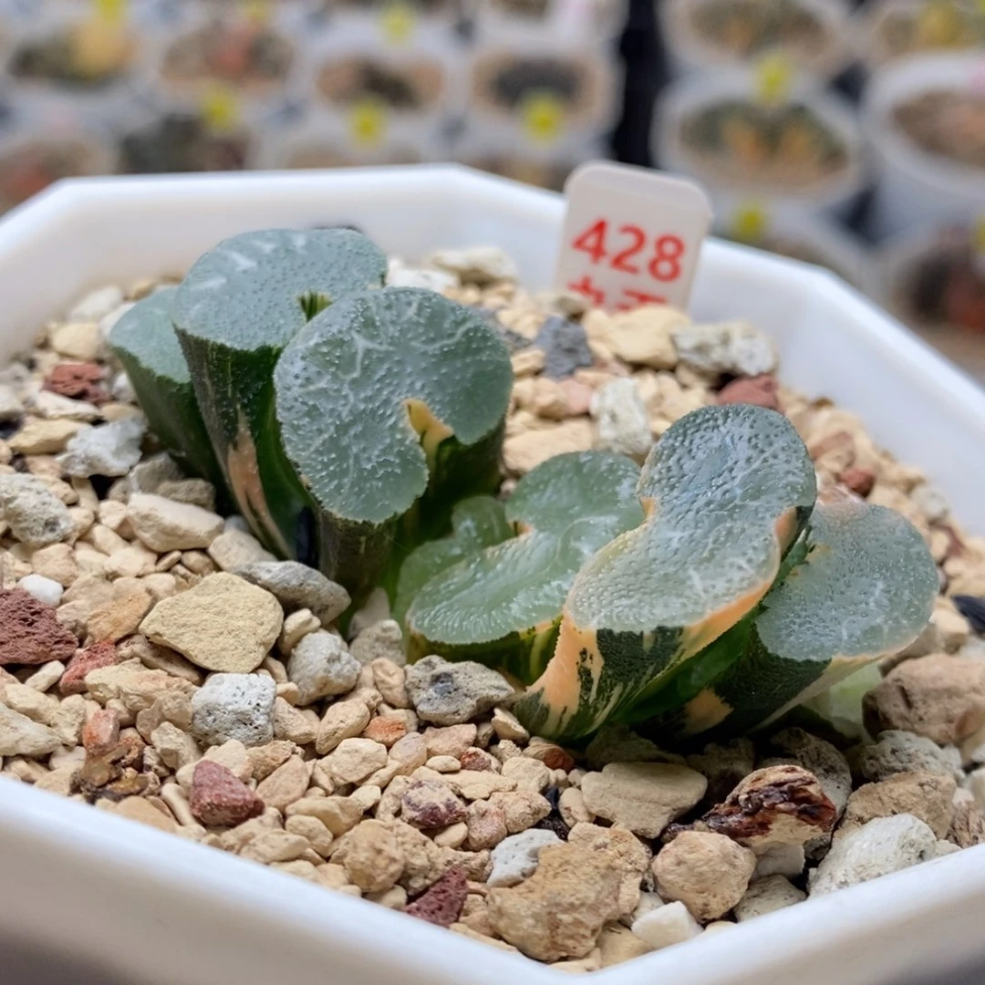 428号大绳玉扇锦多肉