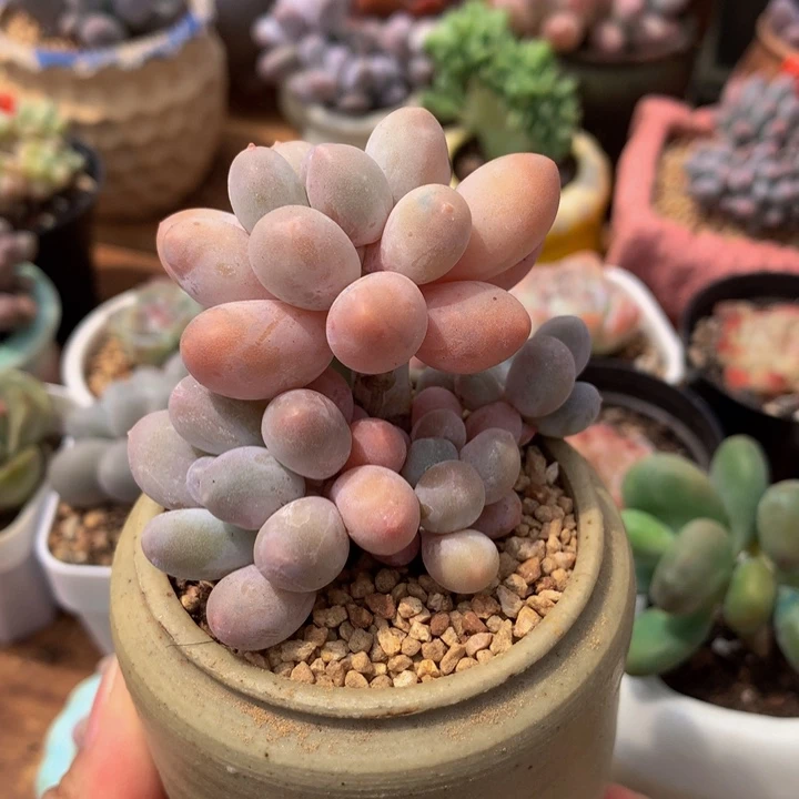 精控汤圆多肉一物一拍