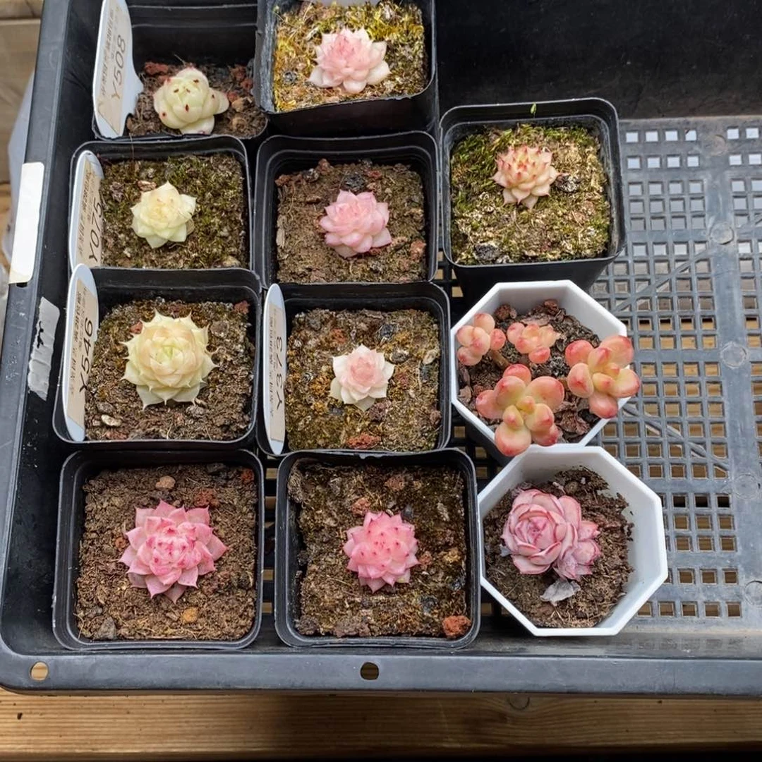 不**｀0281 麦秆 026 香格里拉 买十送一