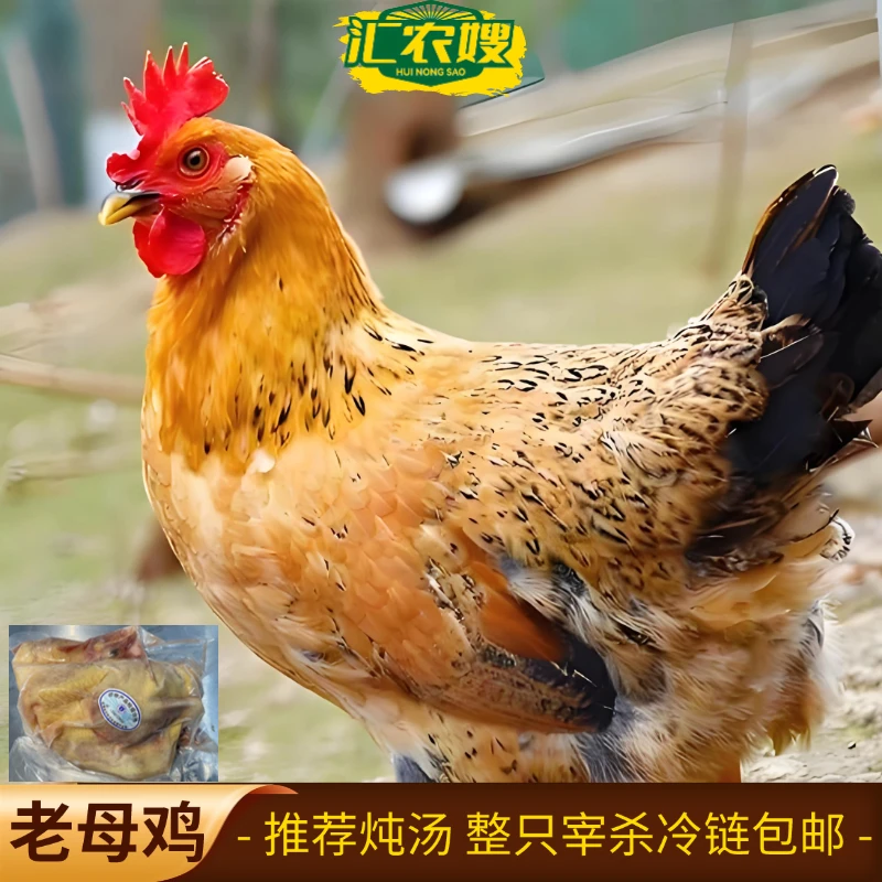 【4只装】农家乡村黄油老母鸡 宰杀后4只净重9-10斤 顺丰冷链