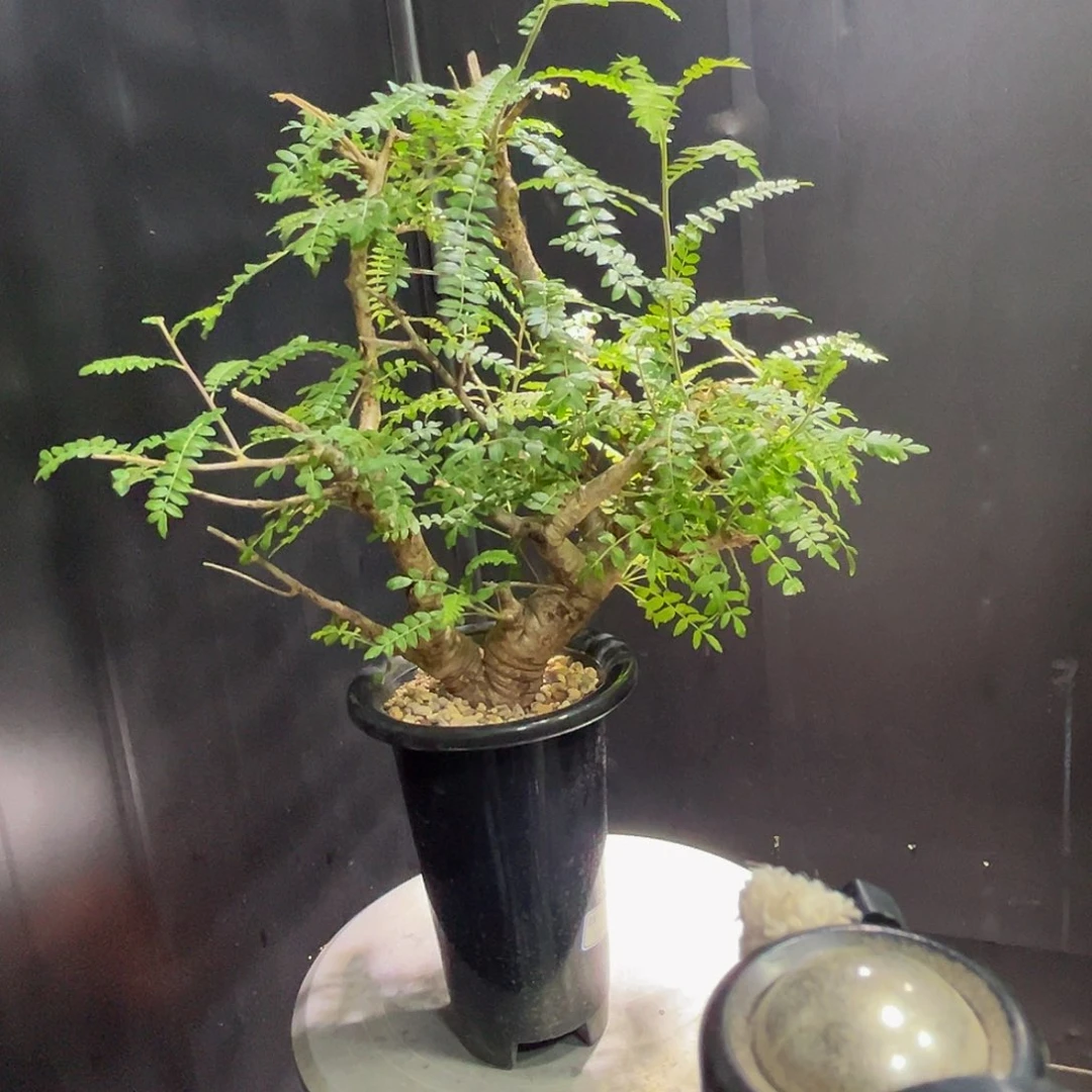 老家大尼勒达88888885