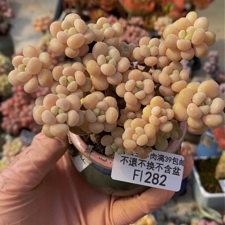 圆叶花朵鱼子酱9cm282多肉植物