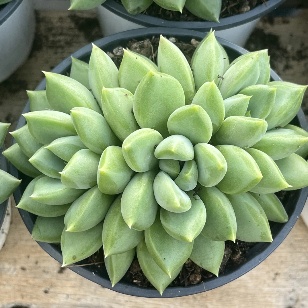 【任意下单即包邮】红象牙群生10厘米多肉植物，脱土发货