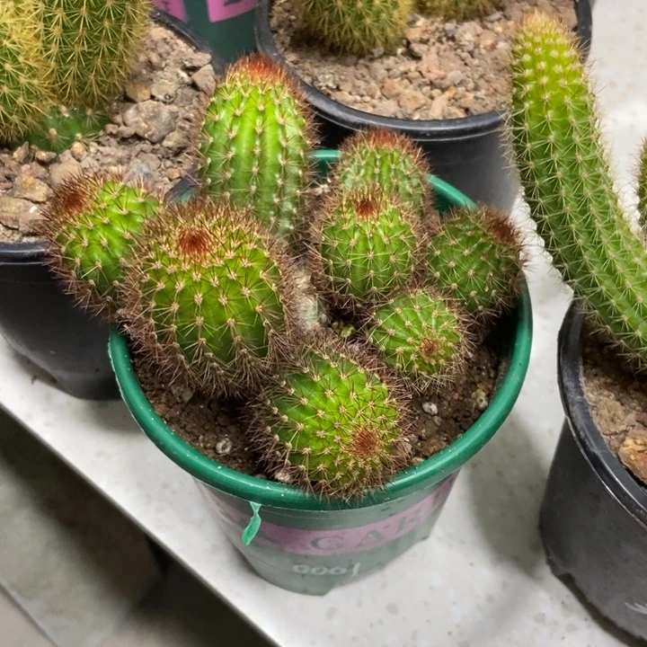 翘*龙仙人球红刺金妞一物一拍