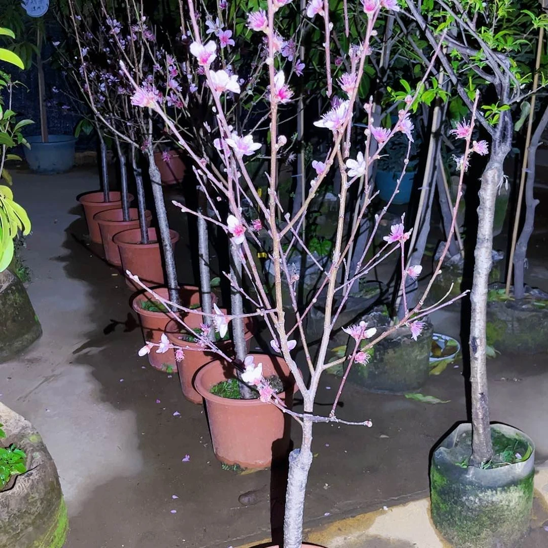 知***也果苗。果苗。果苗6666