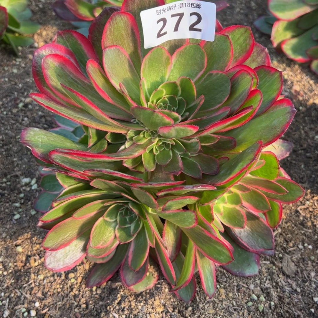 272粉花妖多肉植物