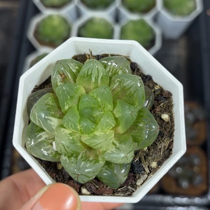 花火玉露锦多肉植物