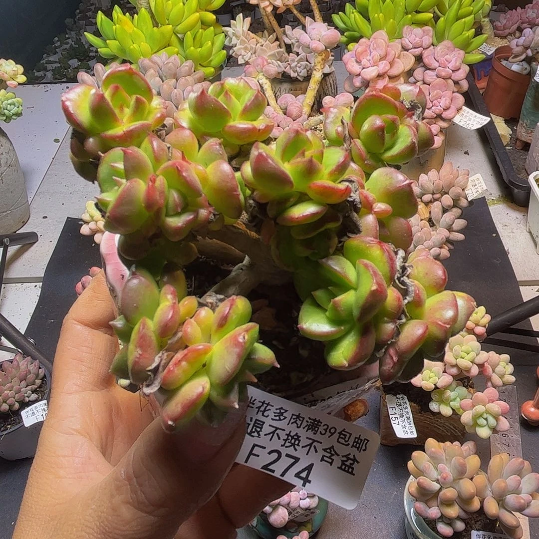 蜡牡丹274/7cm多肉