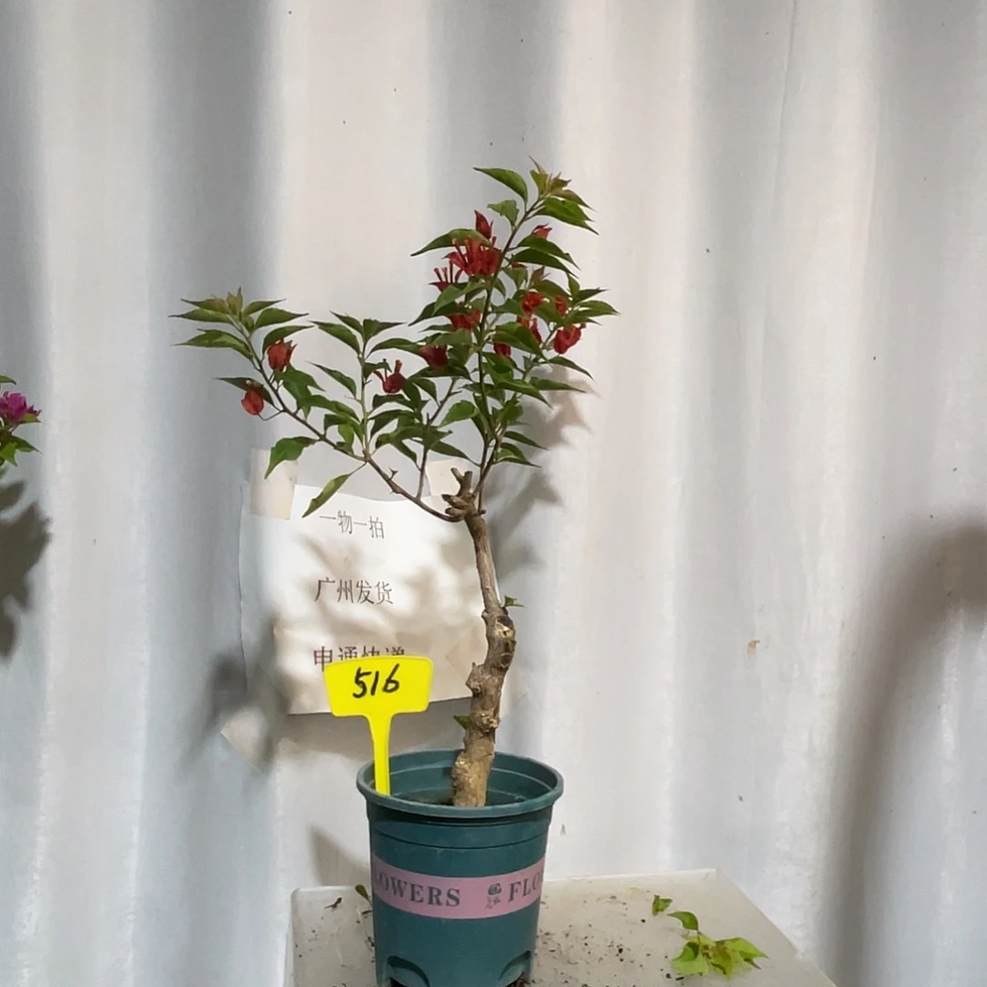 当前无花栽培后可以开花516热火桑巴桩，粗2.3公分
