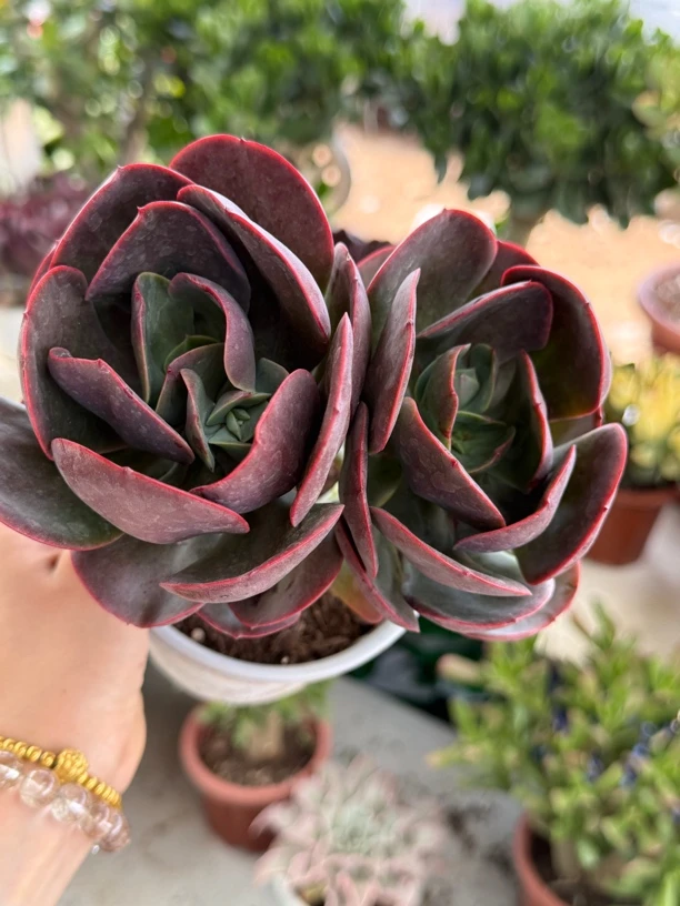 【大唐玫瑰】双头老桩多肉盆栽