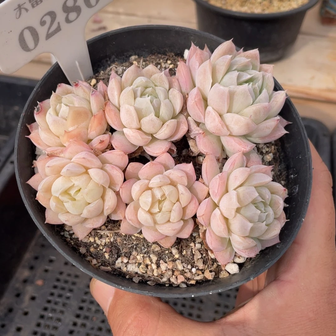 0280奶油玫瑰不带盆10厘米