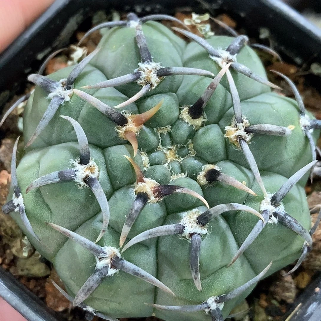 孤品实生特选株顶级黑粗刺怪龙丸