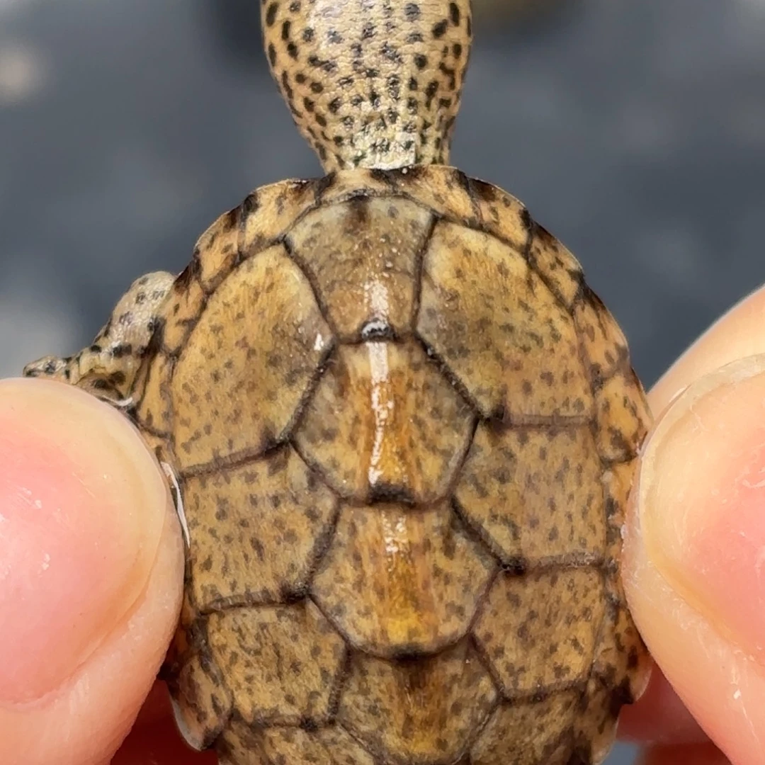不分公母剃刀龟歪甲鼎级粗满文黑刀